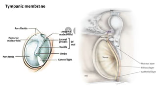 Tympanic membrane
 