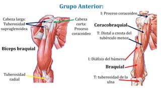 Grupo posterior: TRICEPS BRAQUIAL
Cabeza
larga
Cabeza
lateral
Cabeza
medial
I: Cara posterior del húmero
I: Tuberosidad
in...