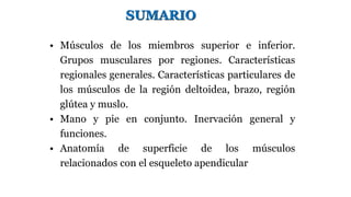 SUMARIO
• Músculos de los miembros superior e inferior.
Grupos musculares por regiones. Características
regionales general...