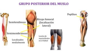 Estudio independiente
Realizar un cuadro resumen de los Músculos del grupo
posterior del muslo
Músculos (isquiotibiales) I...