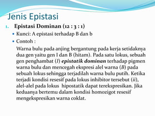 Jenis Epistasi
1. Epistasi Dominan (12 : 3 : 1)
 Kunci: A epistasi terhadap B dan b
 Contoh :
Warna bulu pada anjing bergantung pada kerja setidaknya
dua gen yaitu gen I dan B (hitam). Pada satu lokus, sebuah
gen penghambat (I) epistatik dominan terhadap pigmen
warna bulu dan mencegah ekspresi alel warna (B) pada
sebuah lokus sehingga terjadilah warna bulu putih. Ketika
terjadi kondisi resesif pada lokus inhibitor tersebut (ii),
alel-alel pada lokus hipostatik dapat terekspresikan. Jika
keduanya bertemu dalam kondisi homozigot resesif
mengekspresikan warna coklat.
 
