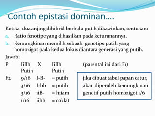 Contoh epistasi dominan….
Ketika dua anjing dihibrid berbulu putih dikawinkan, tentukan:
a. Ratio fenotipe yang dihasilkan pada keturunannya.
b. Kemungkinan memilih sebuah genotipe putih yang
homozigot pada kedua lokus diantara generasi yang putih.
Jawab:
P IiBb X IiBb (parental ini dari F1)
Putih Putih
F2 9/16 I-B- = putih jika dibuat tabel papan catur,
3/16 I-bb = putih akan diperoleh kemungkinan
3/16 iiB- = hitam genotif putih homozigot 1/6
1/16 iibb = coklat
 