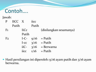 Contoh….
Jawab:
P IICC X iicc
Putih Putih
F1 IiCc (disilangkan sesamanya)
Putih
F2 I-C- 9/16 = Putih
I-cc 3/16 = Putih
iiC- 3/16 = Berwarna
iicc 1/16 = Putih
 Hasil persilangan ini diperoleh 13/16 ayam putih dan 3/16 ayam
berwarna.
 