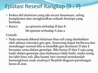 Epistasi Resesif Rangkap (9 : 7)
 Kedua alel dominan yang ada secara besamaan, saling
komplemen dan menghasilkan sebuah fenotipe yang
berbeda.
 Kunci: aa epistatis terhadap B dan b
bb epistasi terhadap A dan a
Contoh:
 Pada manusia dikenal kelainan bisu tuli yang disebabkan
oleh adanya interaksi gen-gen. Seseorang dapat berbicara dan
mendengar normal bila ia memiliki gen dominan D dan E
bersama-sama dalam genotipe. Bila hanya D dan E saja yang
hadir dalam genotipe atau keduanya tidak hadir, maka orang
itu lahir bisu-tuli. Jika Suami istri normal tentukanlah
kemungkinan anak-anaknya? Buatlah diagram persilangan
kasus di atas.
 