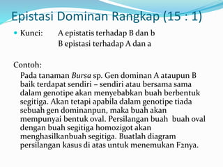 Epistasi Dominan Rangkap (15 : 1)
 Kunci: A epistatis terhadap B dan b
B epistasi terhadap A dan a
Contoh:
Pada tanaman Bursa sp. Gen dominan A ataupun B
baik terdapat sendiri – sendiri atau bersama sama
dalam genotipe akan menyebabkan buah berbentuk
segitiga. Akan tetapi apabila dalam genotipe tiada
sebuah gen dominanpun, maka buah akan
mempunyai bentuk oval. Persilangan buah buah oval
dengan buah segitiga homozigot akan
menghasilkanbuah segitiga. Buatlah diagram
persilangan kasus di atas untuk menemukan F2nya.
 