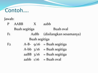 Contoh….
Jawab:
P AABB X aabb
Buah segitiga Buah oval
F1 AaBb (disilangkan sesamanya)
Buah segitiga
F2 A-B- 9/16 = Buah segitiga
A-bb 3/16 = Buah segitiga
aaBB 3/16 = Buah segitiga
aabb 1/16 = Buah oval
 