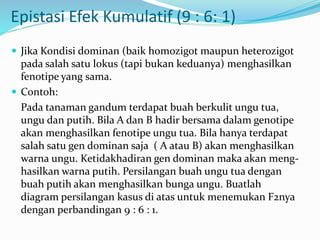 Epistasi Efek Kumulatif (9 : 6: 1)
 Jika Kondisi dominan (baik homozigot maupun heterozigot
pada salah satu lokus (tapi bukan keduanya) menghasilkan
fenotipe yang sama.
 Contoh:
Pada tanaman gandum terdapat buah berkulit ungu tua,
ungu dan putih. Bila A dan B hadir bersama dalam genotipe
akan menghasilkan fenotipe ungu tua. Bila hanya terdapat
salah satu gen dominan saja ( A atau B) akan menghasilkan
warna ungu. Ketidakhadiran gen dominan maka akan meng-
hasilkan warna putih. Persilangan buah ungu tua dengan
buah putih akan menghasilkan bunga ungu. Buatlah
diagram persilangan kasus di atas untuk menemukan F2nya
dengan perbandingan 9 : 6 : 1.
 