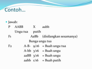 Contoh…
 Jawab:
P AABB X aabb
Ungu tua putih
F1 AaBb (disilangkan sesamanya)
Bunga ungu tua
F2 A-B- 9/16 = Buah ungu tua
A-bb 3/16 = Buah ungu
aaBB 3/16 = Buah ungu
aabb 1/16 = Buah putih
 