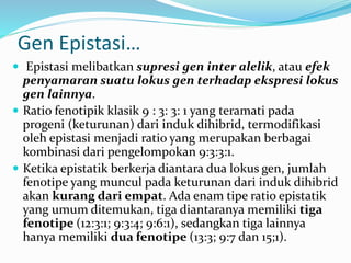 Gen Epistasi…
 Epistasi melibatkan supresi gen inter alelik, atau efek
penyamaran suatu lokus gen terhadap ekspresi lokus
gen lainnya.
 Ratio fenotipik klasik 9 : 3: 3: 1 yang teramati pada
progeni (keturunan) dari induk dihibrid, termodifikasi
oleh epistasi menjadi ratio yang merupakan berbagai
kombinasi dari pengelompokan 9:3:3:1.
 Ketika epistatik berkerja diantara dua lokus gen, jumlah
fenotipe yang muncul pada keturunan dari induk dihibrid
akan kurang dari empat. Ada enam tipe ratio epistatik
yang umum ditemukan, tiga diantaranya memiliki tiga
fenotipe (12:3:1; 9:3:4; 9:6:1), sedangkan tiga lainnya
hanya memiliki dua fenotipe (13:3; 9:7 dan 15;1).
 