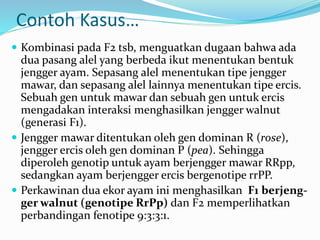 Contoh Kasus…
 Kombinasi pada F2 tsb, menguatkan dugaan bahwa ada
dua pasang alel yang berbeda ikut menentukan bentuk
jengger ayam. Sepasang alel menentukan tipe jengger
mawar, dan sepasang alel lainnya menentukan tipe ercis.
Sebuah gen untuk mawar dan sebuah gen untuk ercis
mengadakan interaksi menghasilkan jengger walnut
(generasi F1).
 Jengger mawar ditentukan oleh gen dominan R (rose),
jengger ercis oleh gen dominan P (pea). Sehingga
diperoleh genotip untuk ayam berjengger mawar RRpp,
sedangkan ayam berjengger ercis bergenotipe rrPP.
 Perkawinan dua ekor ayam ini menghasilkan F1 berjeng-
ger walnut (genotipe RrPp) dan F2 memperlihatkan
perbandingan fenotipe 9:3:3:1.
 