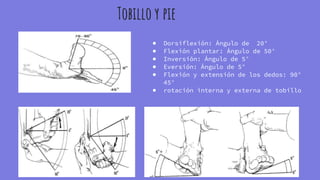 Angulo Tobillo 7.4 estudio de angulos y ejes de movimiento de articulacion 7.5 estudio ...