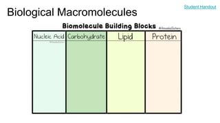 Biological Macromolecules
Student Handout
 