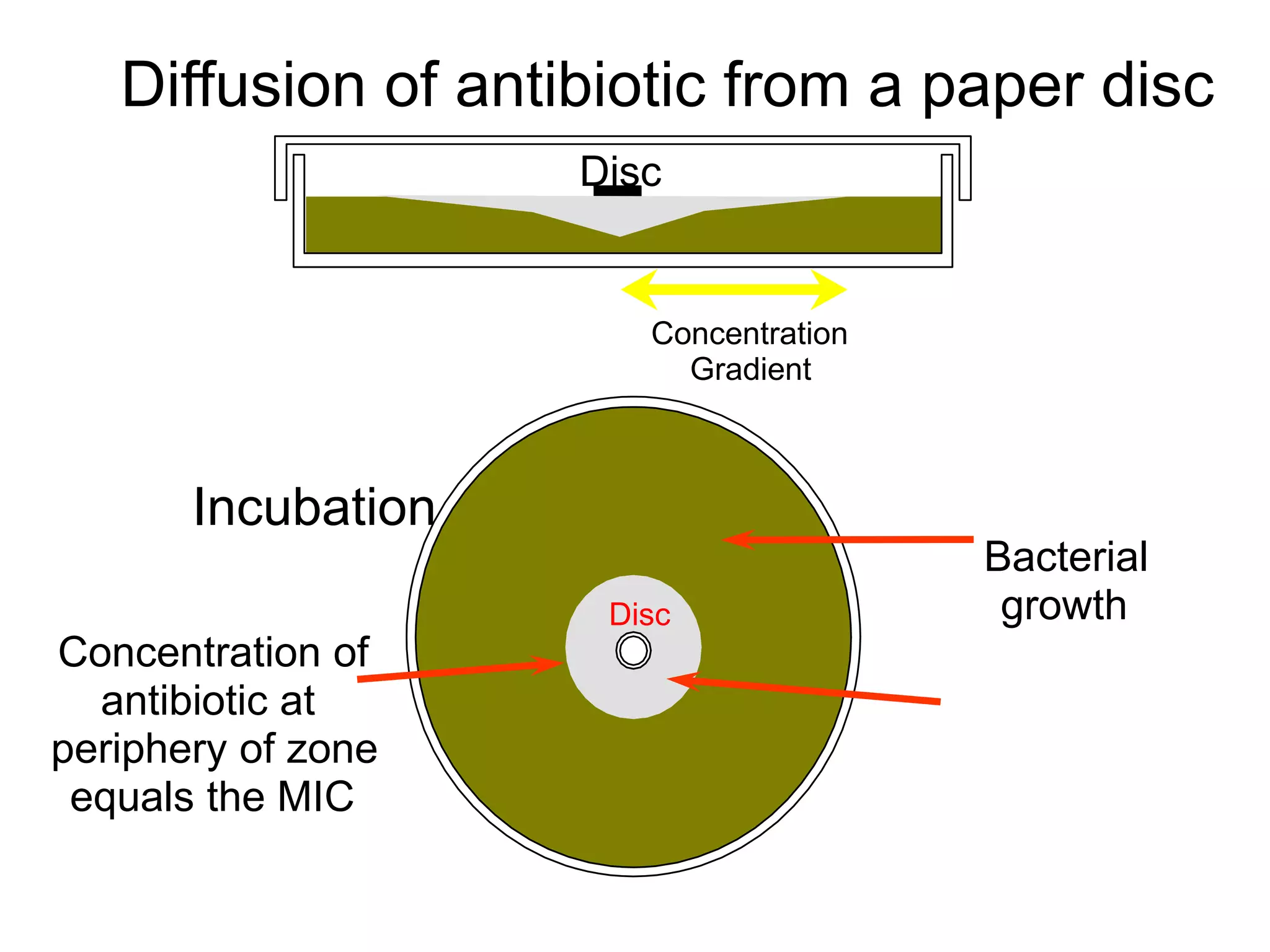 Diffusion of antibiotic from a paper disc
After
Incubation
Zone of
Sensitivity
Concentration of
antibiotic at
periphery of zone
equals the MIC
Disc
Area of
Bacterial
growth
Disc
Concentration
Gradient
 