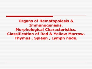 Organs of Hematopoiesis &
Immunogenesis.
Morphological Characteristics.
Classification of Red & Yellow Marrow.
Thymus , Spleen , Lymph node.
 