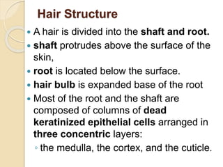 Skin Root 7.a APPENDAGES OF THE SKIN.pptx