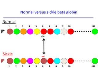 Normal versus sickle beta globin
val
glu
1 2 3 4 5 6 7 8 9 10 146
- - - - - - - -
A
Normal
- - - - - - - -
S
1 2 3 4 5 6 7 8 9 10 146
Sickle
 