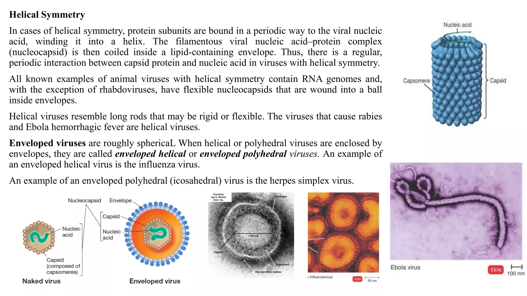 Helical Symmetry
In cases of helical symmetry, protein subunits are bound in a periodic way to the viral nucleic
acid, winding it into a helix. The filamentous viral nucleic acid–protein complex
(nucleocapsid) is then coiled inside a lipid-containing envelope. Thus, there is a regular,
periodic interaction between capsid protein and nucleic acid in viruses with helical symmetry.
All known examples of animal viruses with helical symmetry contain RNA genomes and,
with the exception of rhabdoviruses, have flexible nucleocapsids that are wound into a ball
inside envelopes.
Helical viruses resemble long rods that may be rigid or flexible. The viruses that cause rabies
and Ebola hemorrhagic fever are helical viruses.
Enveloped viruses are roughly sphericaL When helical or polyhedral viruses are enclosed by
envelopes, they are called enveloped helical or enveloped polyhedral viruses. An example of
an enveloped helical virus is the influenza virus.
An example of an enveloped polyhedral (icosahedral) virus is the herpes simplex virus.
 