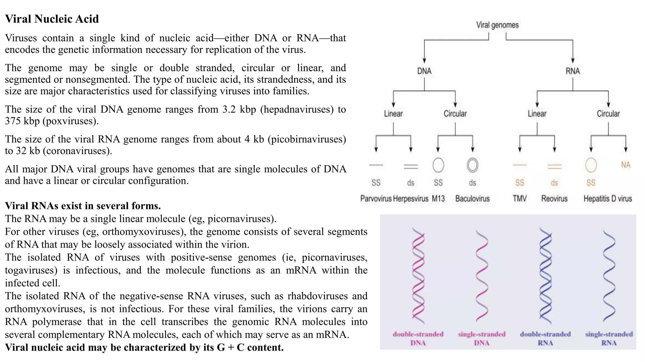 Viral Nucleic Acid
Viruses contain a single kind of nucleic acid—either DNA or RNA—that
encodes the genetic information necessary for replication of the virus.
The genome may be single or double stranded, circular or linear, and
segmented or nonsegmented. The type of nucleic acid, its strandedness, and its
size are major characteristics used for classifying viruses into families.
The size of the viral DNA genome ranges from 3.2 kbp (hepadnaviruses) to
375 kbp (poxviruses).
The size of the viral RNA genome ranges from about 4 kb (picobirnaviruses)
to 32 kb (coronaviruses).
All major DNA viral groups have genomes that are single molecules of DNA
and have a linear or circular configuration.
Viral RNAs exist in several forms.
The RNA may be a single linear molecule (eg, picornaviruses).
For other viruses (eg, orthomyxoviruses), the genome consists of several segments
of RNA that may be loosely associated within the virion.
The isolated RNA of viruses with positive-sense genomes (ie, picornaviruses,
togaviruses) is infectious, and the molecule functions as an mRNA within the
infected cell.
The isolated RNA of the negative-sense RNA viruses, such as rhabdoviruses and
orthomyxoviruses, is not infectious. For these viral families, the virions carry an
RNA polymerase that in the cell transcribes the genomic RNA molecules into
several complementary RNA molecules, each of which may serve as an mRNA.
Viral nucleic acid may be characterized by its G + C content.
 