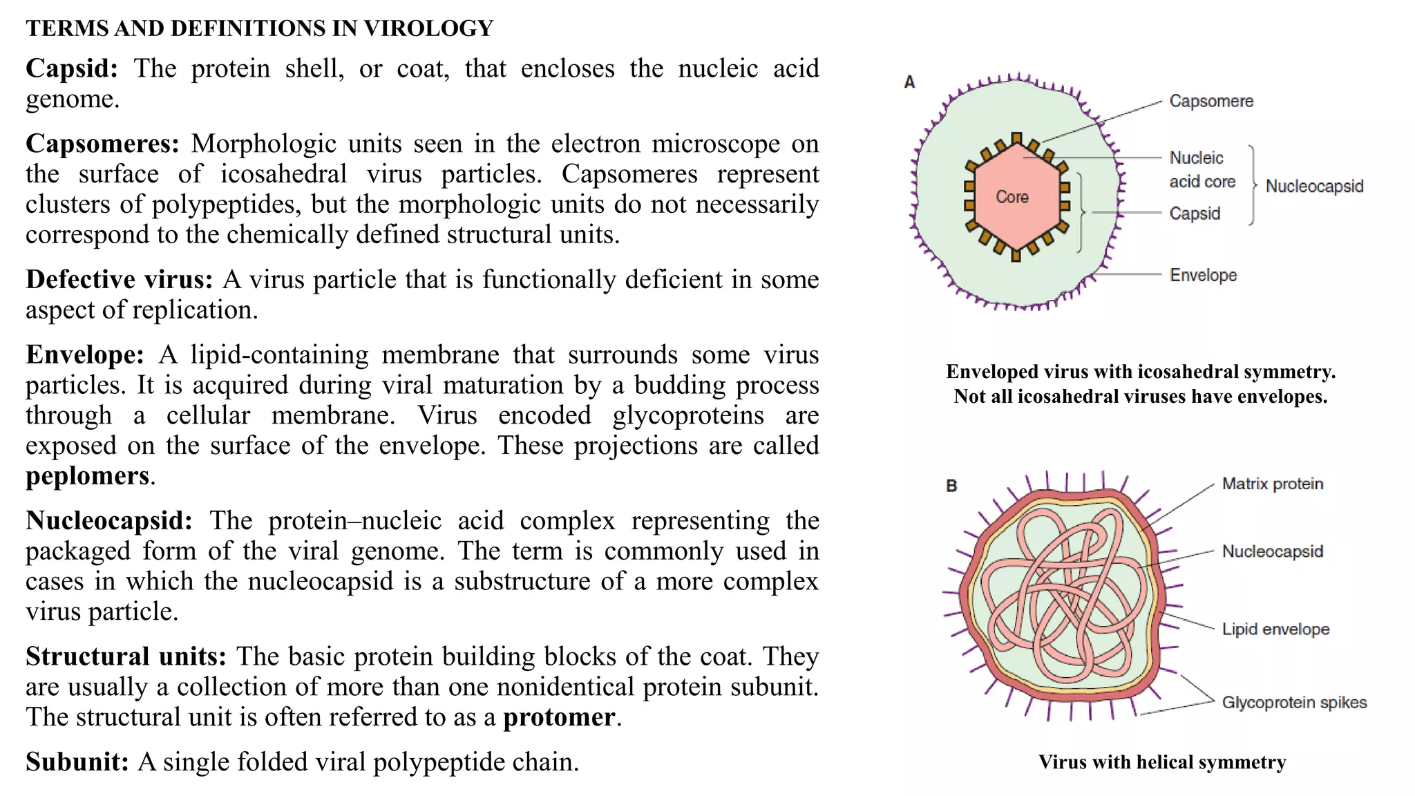 TERMS AND DEFINITIONS IN VIROLOGY
Capsid: The protein shell, or coat, that encloses the nucleic acid
genome.
Capsomeres: Morphologic units seen in the electron microscope on
the surface of icosahedral virus particles. Capsomeres represent
clusters of polypeptides, but the morphologic units do not necessarily
correspond to the chemically defined structural units.
Defective virus: A virus particle that is functionally deficient in some
aspect of replication.
Envelope: A lipid-containing membrane that surrounds some virus
particles. It is acquired during viral maturation by a budding process
through a cellular membrane. Virus encoded glycoproteins are
exposed on the surface of the envelope. These projections are called
peplomers.
Nucleocapsid: The protein–nucleic acid complex representing the
packaged form of the viral genome. The term is commonly used in
cases in which the nucleocapsid is a substructure of a more complex
virus particle.
Structural units: The basic protein building blocks of the coat. They
are usually a collection of more than one nonidentical protein subunit.
The structural unit is often referred to as a protomer.
Subunit: A single folded viral polypeptide chain.
Enveloped virus with icosahedral symmetry.
Not all icosahedral viruses have envelopes.
Virus with helical symmetry
 