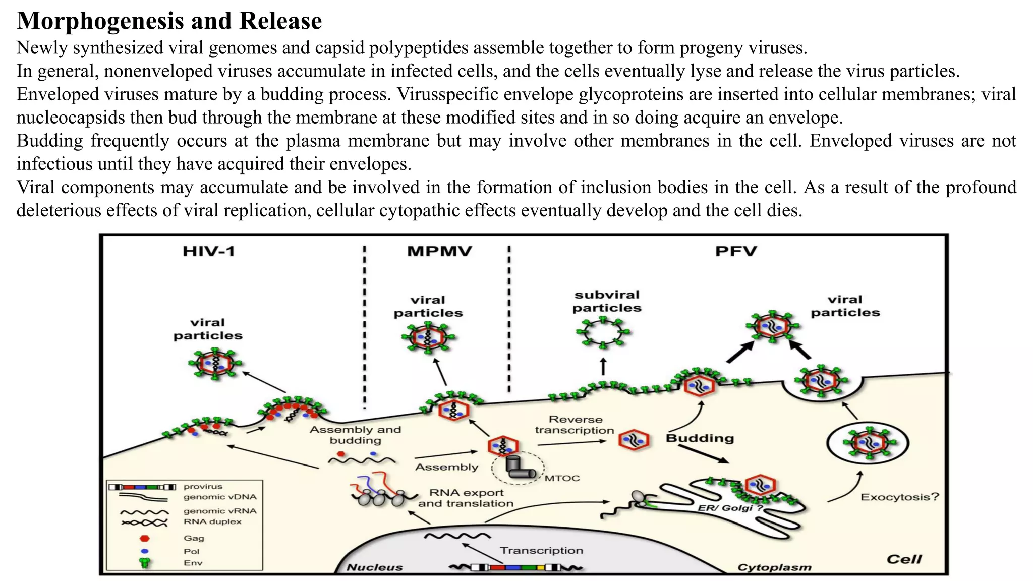 Morphogenesis and Release
Newly synthesized viral genomes and capsid polypeptides assemble together to form progeny viruses.
In general, nonenveloped viruses accumulate in infected cells, and the cells eventually lyse and release the virus particles.
Enveloped viruses mature by a budding process. Virusspecific envelope glycoproteins are inserted into cellular membranes; viral
nucleocapsids then bud through the membrane at these modified sites and in so doing acquire an envelope.
Budding frequently occurs at the plasma membrane but may involve other membranes in the cell. Enveloped viruses are not
infectious until they have acquired their envelopes.
Viral components may accumulate and be involved in the formation of inclusion bodies in the cell. As a result of the profound
deleterious effects of viral replication, cellular cytopathic effects eventually develop and the cell dies.
 