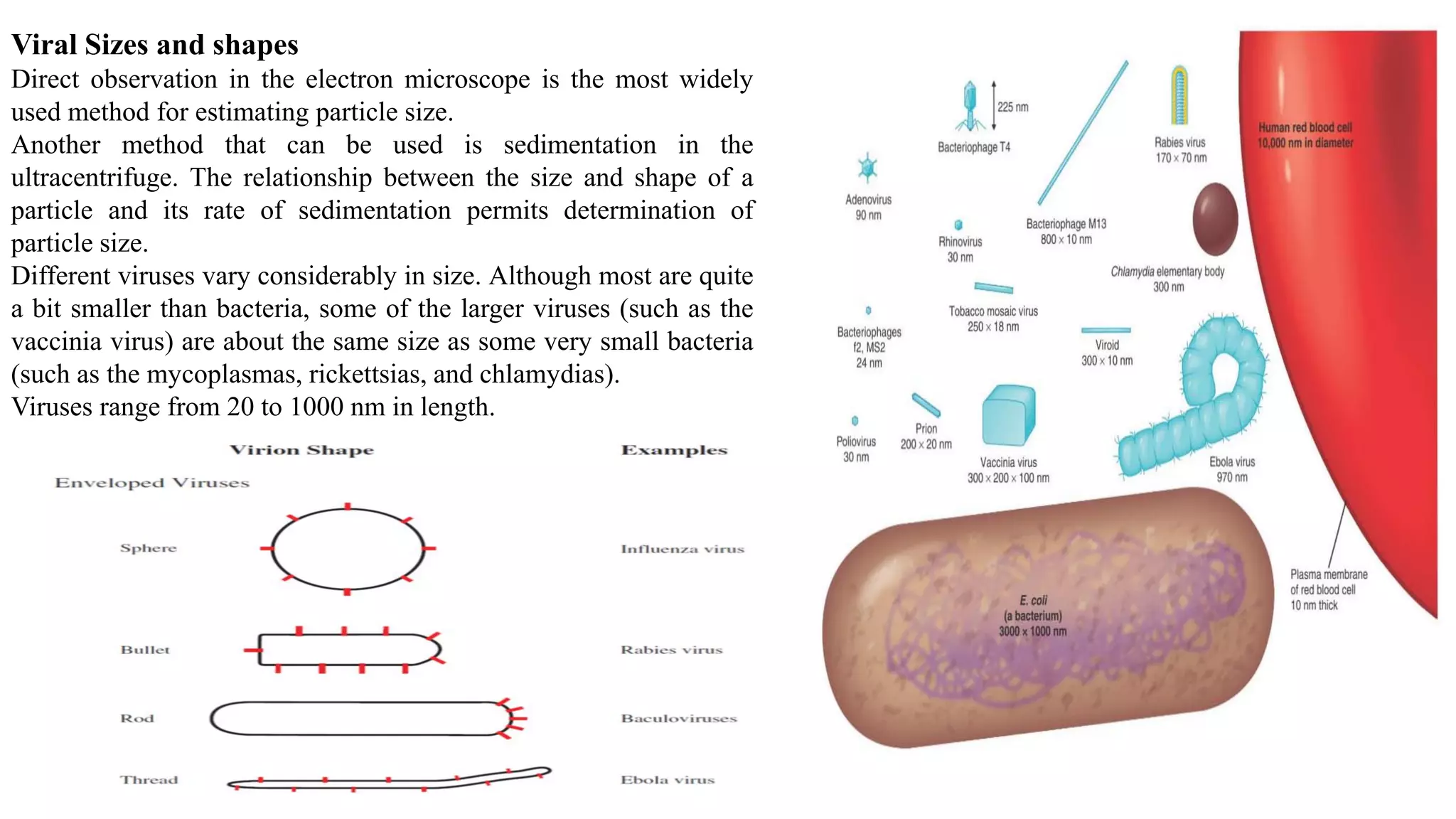 Viral Sizes and shapes
Direct observation in the electron microscope is the most widely
used method for estimating particle size.
Another method that can be used is sedimentation in the
ultracentrifuge. The relationship between the size and shape of a
particle and its rate of sedimentation permits determination of
particle size.
Different viruses vary considerably in size. Although most are quite
a bit smaller than bacteria, some of the larger viruses (such as the
vaccinia virus) are about the same size as some very small bacteria
(such as the mycoplasmas, rickettsias, and chlamydias).
Viruses range from 20 to 1000 nm in length.
 