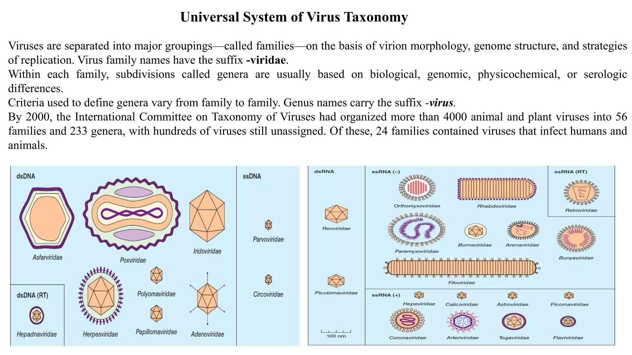 Universal System of Virus Taxonomy
Viruses are separated into major groupings—called families—on the basis of virion morphology, genome structure, and strategies
of replication. Virus family names have the suffix -viridae.
Within each family, subdivisions called genera are usually based on biological, genomic, physicochemical, or serologic
differences.
Criteria used to define genera vary from family to family. Genus names carry the suffix -virus.
By 2000, the International Committee on Taxonomy of Viruses had organized more than 4000 animal and plant viruses into 56
families and 233 genera, with hundreds of viruses still unassigned. Of these, 24 families contained viruses that infect humans and
animals.
 
