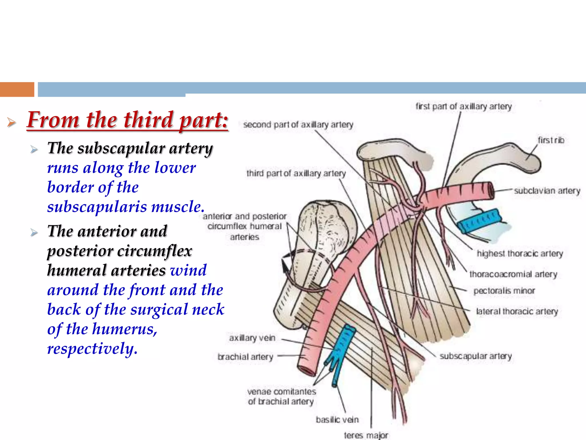  From the third part:
 The subscapular artery
runs along the lower
border of the
subscapularis muscle.
 The anterior and
posterior circumflex
humeral arteries wind
around the front and the
back of the surgical neck
of the humerus,
respectively.
 