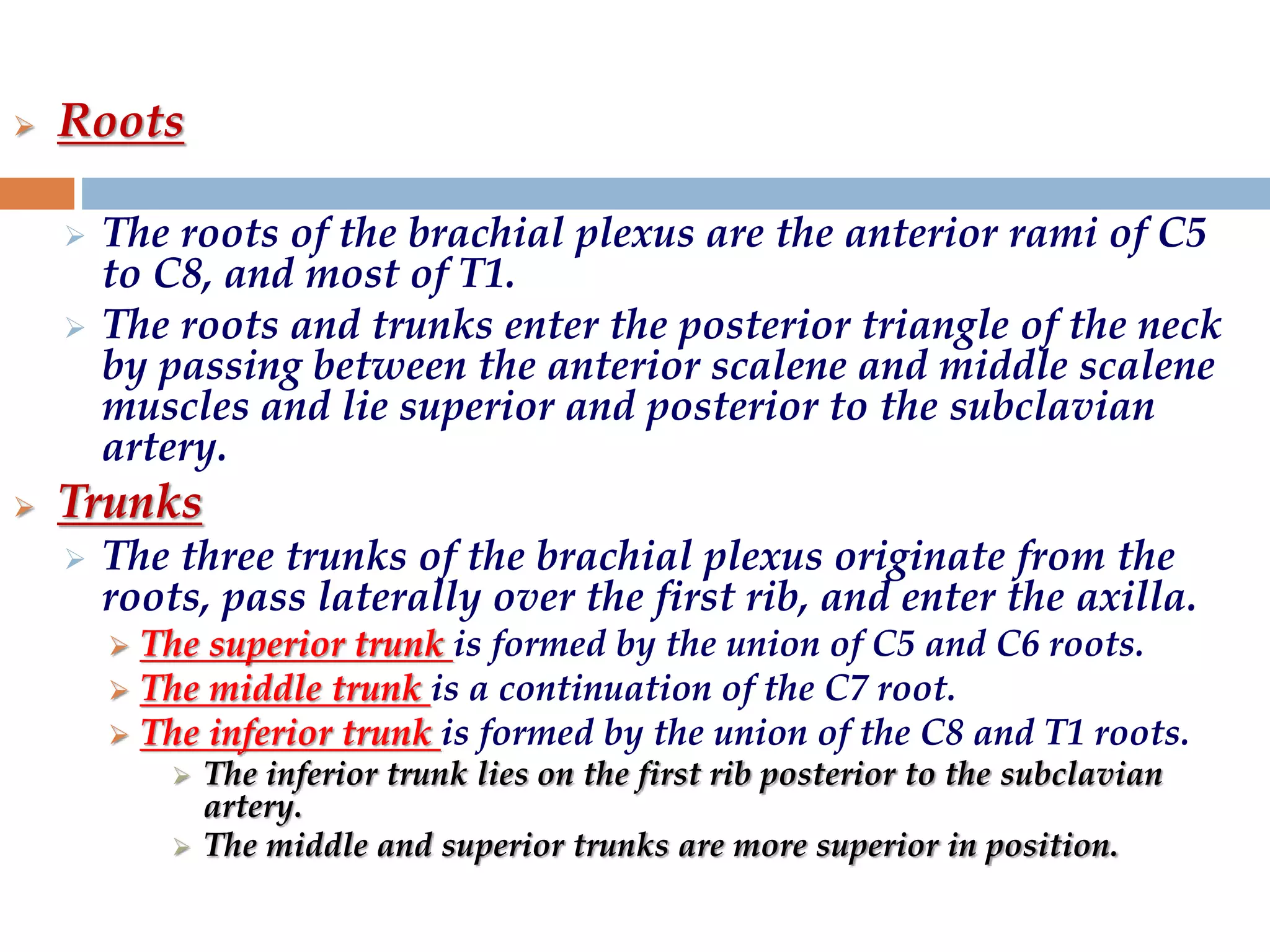  Roots
 The roots of the brachial plexus are the anterior rami of C5
to C8, and most of T1.
 The roots and trunks enter the posterior triangle of the neck
by passing between the anterior scalene and middle scalene
muscles and lie superior and posterior to the subclavian
artery.
 Trunks
 The three trunks of the brachial plexus originate from the
roots, pass laterally over the first rib, and enter the axilla.
 The superior trunk is formed by the union of C5 and C6 roots.
 The middle trunk is a continuation of the C7 root.
 The inferior trunk is formed by the union of the C8 and T1 roots.
 The inferior trunk lies on the first rib posterior to the subclavian
artery.
 The middle and superior trunks are more superior in position.
 