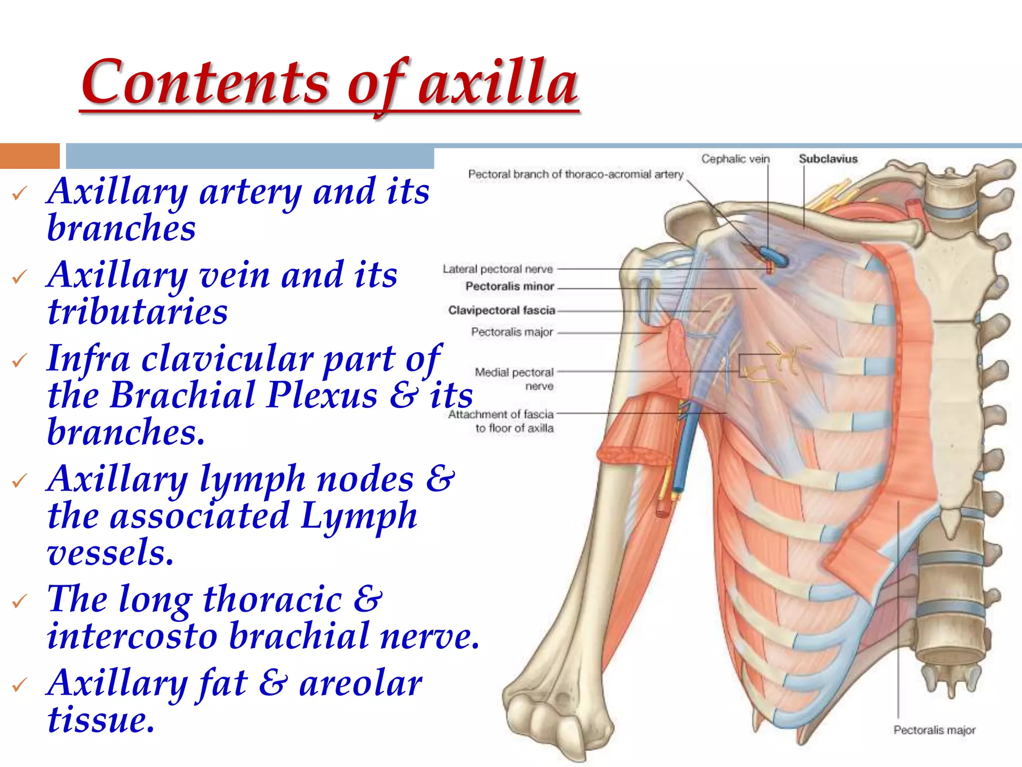 Contents of axilla
 Axillary artery and its
branches
 Axillary vein and its
tributaries
 Infra clavicular part of
the Brachial Plexus & its
branches.
 Axillary lymph nodes &
the associated Lymph
vessels.
 The long thoracic &
intercosto brachial nerve.
 Axillary fat & areolar
tissue.
 
