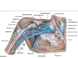 7.The Axilla.pptx