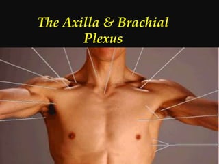 The Axilla & Brachial
Plexus
 