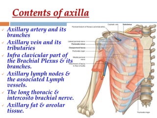 7.The Axilla.pptx