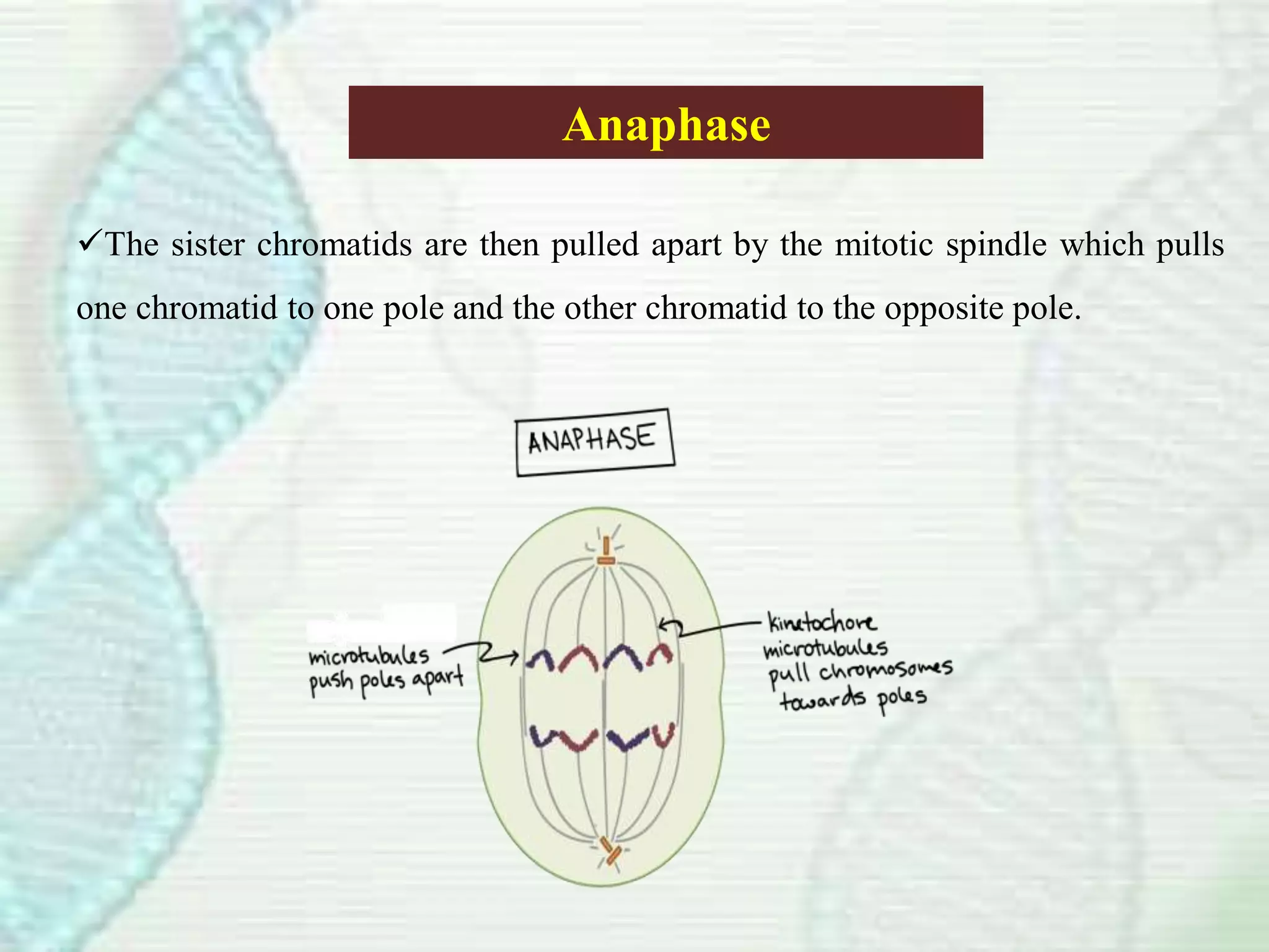 Anaphase
The sister chromatids are then pulled apart by the mitotic spindle which pulls
one chromatid to one pole and the other chromatid to the opposite pole.
 