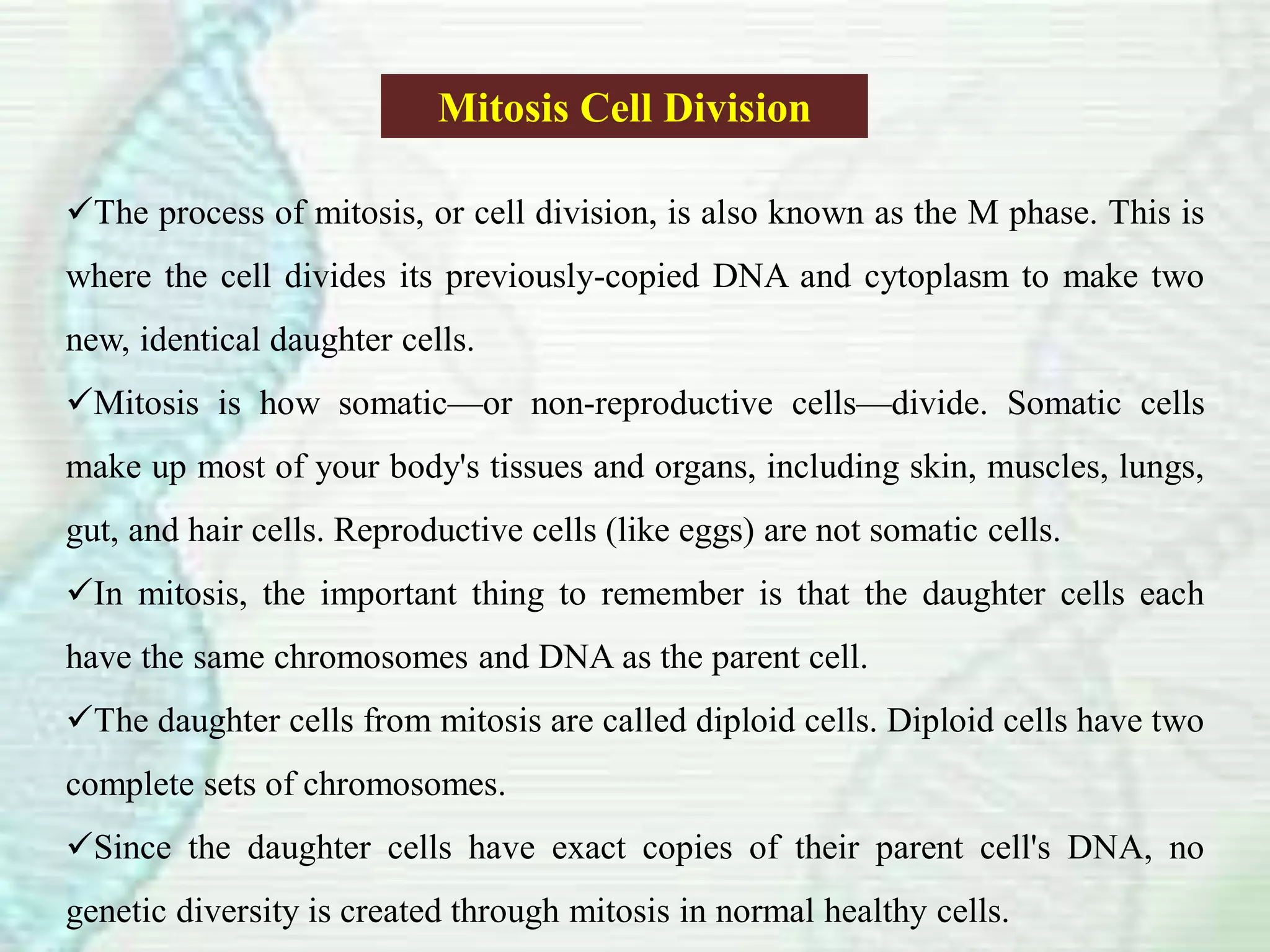 Mitosis Cell Division
The process of mitosis, or cell division, is also known as the M phase. This is
where the cell divides its previously-copied DNA and cytoplasm to make two
new, identical daughter cells.
Mitosis is how somatic—or non-reproductive cells—divide. Somatic cells
make up most of your body's tissues and organs, including skin, muscles, lungs,
gut, and hair cells. Reproductive cells (like eggs) are not somatic cells.
In mitosis, the important thing to remember is that the daughter cells each
have the same chromosomes and DNA as the parent cell.
The daughter cells from mitosis are called diploid cells. Diploid cells have two
complete sets of chromosomes.
Since the daughter cells have exact copies of their parent cell's DNA, no
genetic diversity is created through mitosis in normal healthy cells.
 