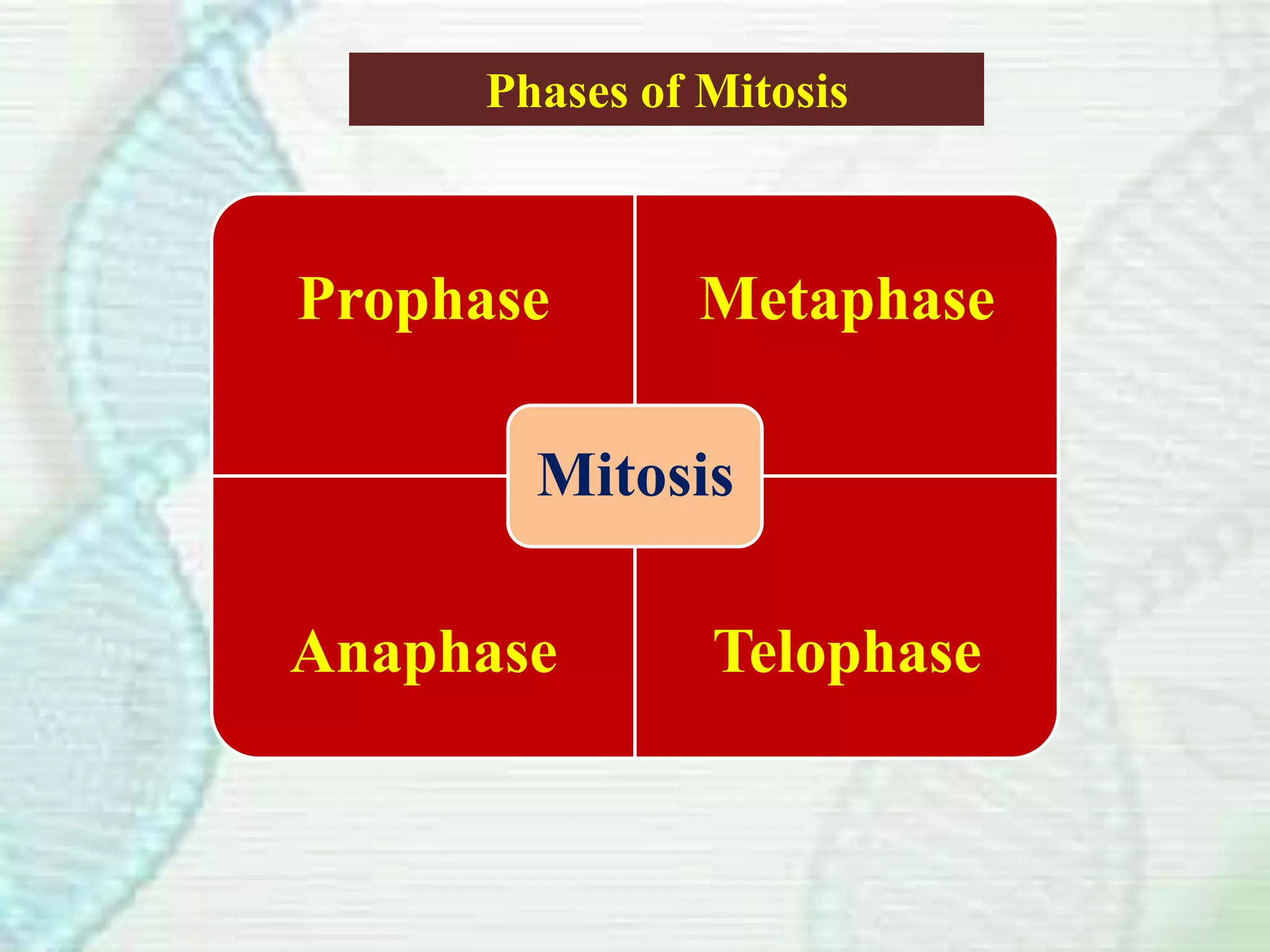 Prophase Metaphase
Anaphase Telophase
Mitosis
Phases of Mitosis
 