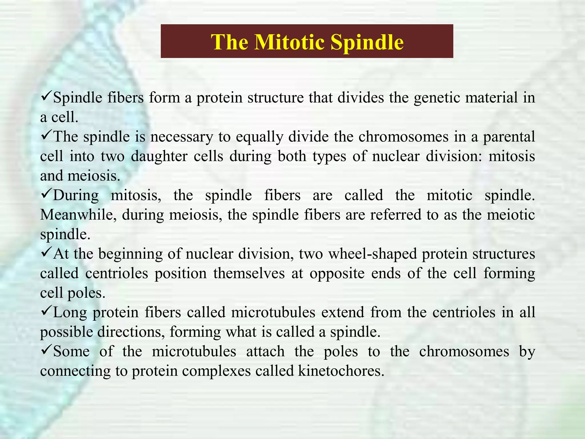 The Mitotic Spindle
Spindle fibers form a protein structure that divides the genetic material in
a cell.
The spindle is necessary to equally divide the chromosomes in a parental
cell into two daughter cells during both types of nuclear division: mitosis
and meiosis.
During mitosis, the spindle fibers are called the mitotic spindle.
Meanwhile, during meiosis, the spindle fibers are referred to as the meiotic
spindle.
At the beginning of nuclear division, two wheel-shaped protein structures
called centrioles position themselves at opposite ends of the cell forming
cell poles.
Long protein fibers called microtubules extend from the centrioles in all
possible directions, forming what is called a spindle.
Some of the microtubules attach the poles to the chromosomes by
connecting to protein complexes called kinetochores.
 