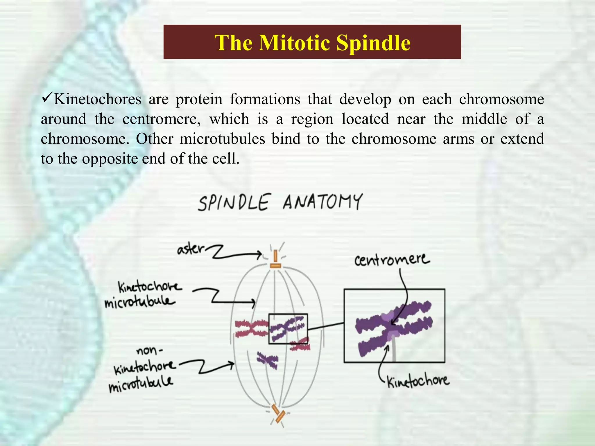 The Mitotic Spindle
Kinetochores are protein formations that develop on each chromosome
around the centromere, which is a region located near the middle of a
chromosome. Other microtubules bind to the chromosome arms or extend
to the opposite end of the cell.
 