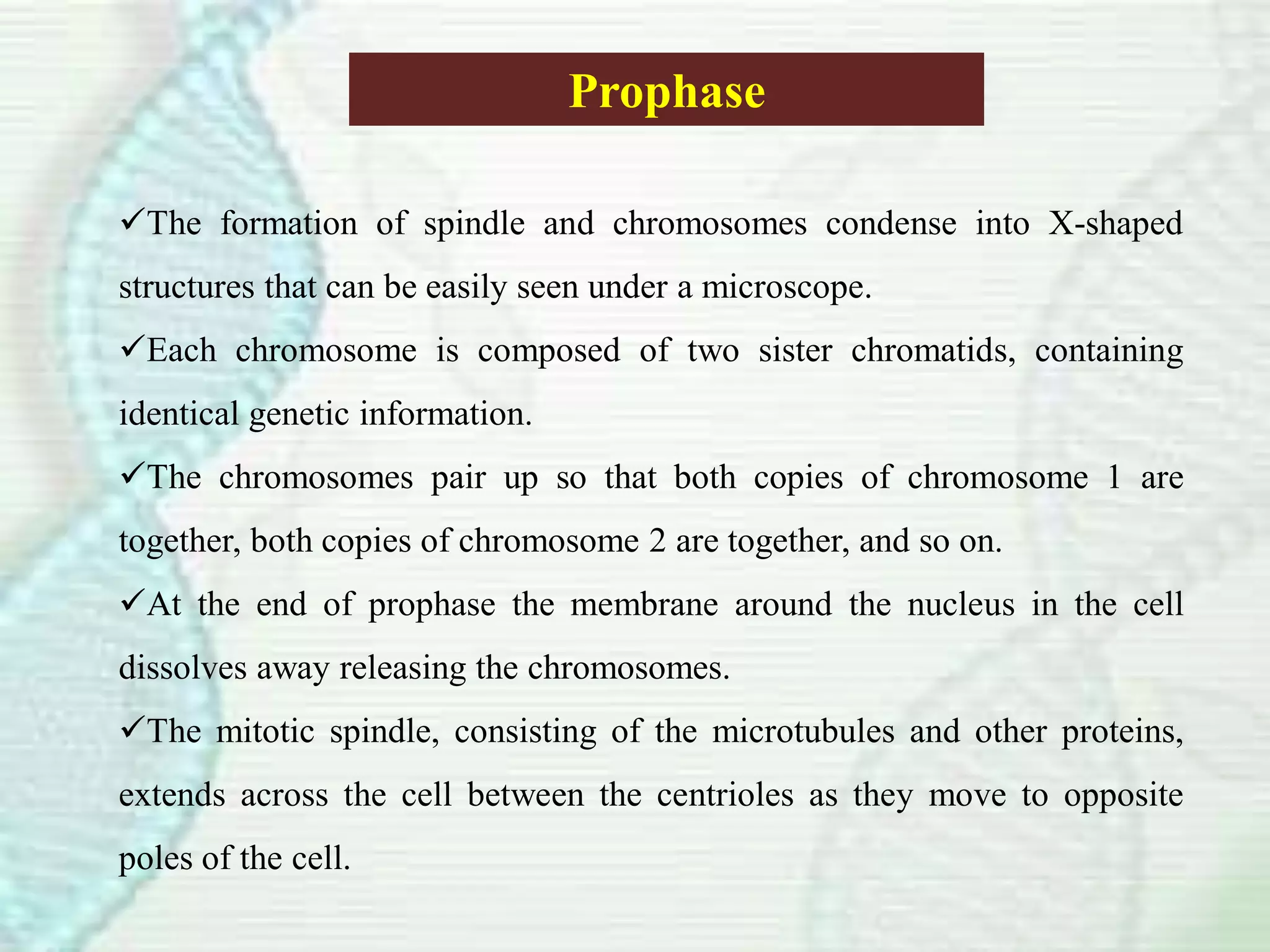 Prophase
The formation of spindle and chromosomes condense into X-shaped
structures that can be easily seen under a microscope.
Each chromosome is composed of two sister chromatids, containing
identical genetic information.
The chromosomes pair up so that both copies of chromosome 1 are
together, both copies of chromosome 2 are together, and so on.
At the end of prophase the membrane around the nucleus in the cell
dissolves away releasing the chromosomes.
The mitotic spindle, consisting of the microtubules and other proteins,
extends across the cell between the centrioles as they move to opposite
poles of the cell.
 