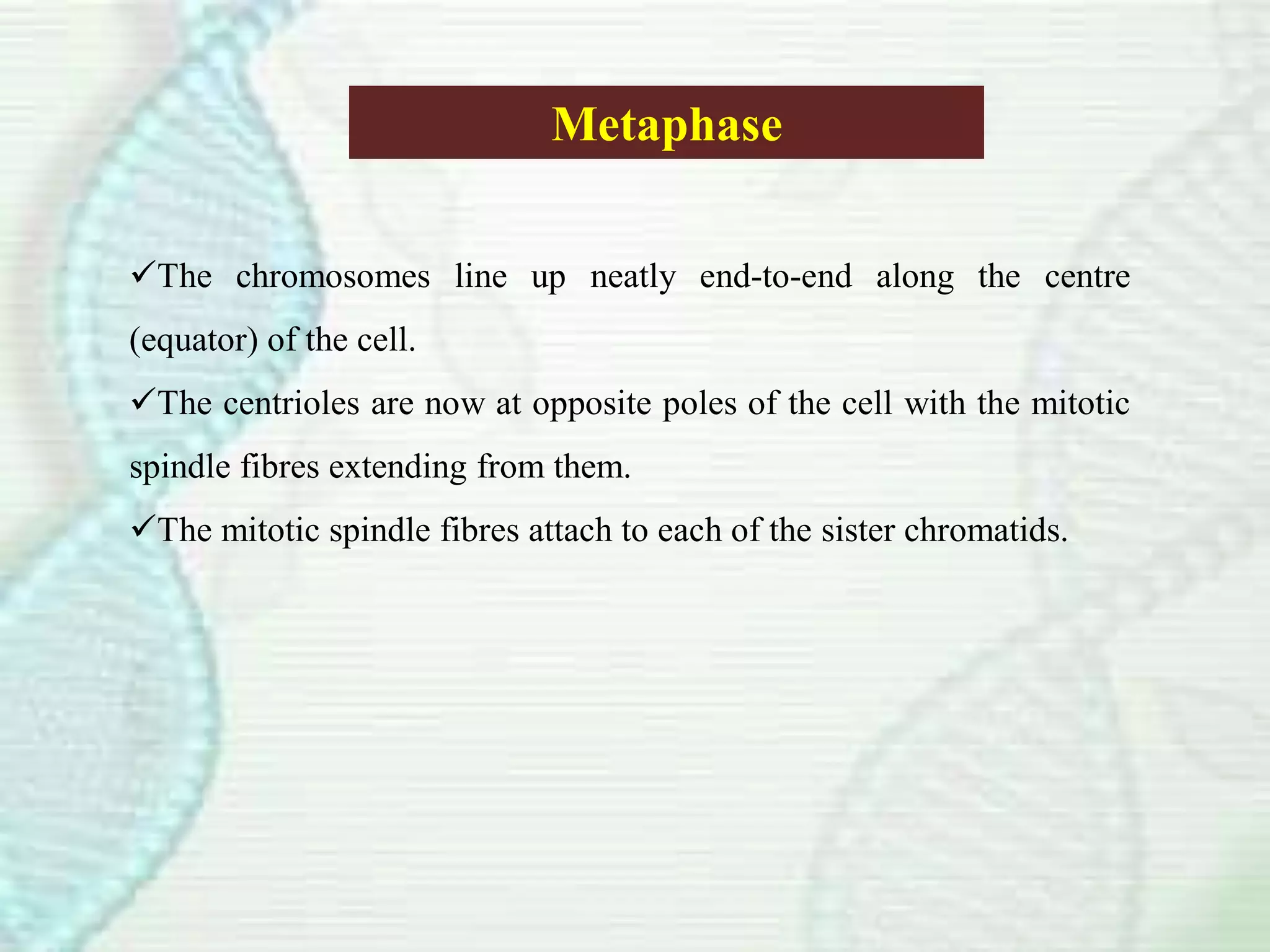 Metaphase
The chromosomes line up neatly end-to-end along the centre
(equator) of the cell.
The centrioles are now at opposite poles of the cell with the mitotic
spindle fibres extending from them.
The mitotic spindle fibres attach to each of the sister chromatids.
 