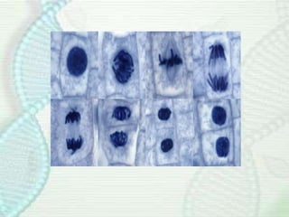 Cell division.pdf