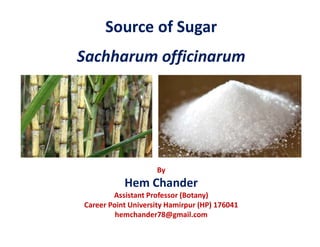 Source of Sugar
Sachharum officinarum
By
Hem Chander
Assistant Professor (Botany)
Career Point University Hamirpur (HP) 176041
hemchander78@gmail.com
 