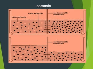 osmosis
 
