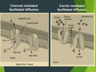 Channel mediated
facilitated diffusion
Carrier mediated
facilitated diffusion
 