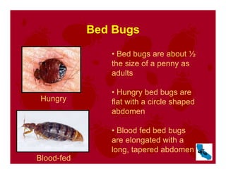 Bed Bugs
• Bed bugs are about ½
the size of a penny as
adults
• Hungry bed bugs are
flat with a circle shaped
abdomen
• Blood fed bed bugs
are elongated with a
long, tapered abdomen
Hungry
Blood-fed
 