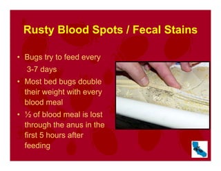 Rusty Blood Spots / Fecal Stains
• Bugs try to feed every
3-7 days
• Most bed bugs double
their weight with every
blood meal
• ½ of blood meal is lost
through the anus in the
first 5 hours after
feeding
 
