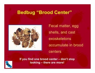 Bedbug “Brood Center”
Fecal matter, egg
shells, and cast
exoskeletons
accumulate in brood
centers
If you find one brood center – don’t stop
looking – there are more!
 