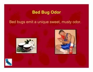 Bed Bug Odor
Bed bugs emit a unique sweet, musty odor.
 