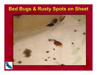 Bed Bugs & Rusty Spots on Sheet
Bed Bugs & Rusty Spots on Sheet
 