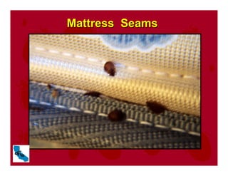 Mattress Seams
Mattress Seams
 