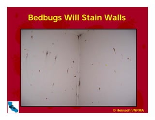 Bedbugs Will Stain Walls
© Heinsohn/NPMA
 